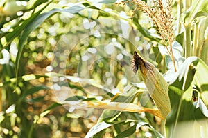 Corn on the cob close-up among a field of high corn