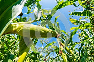 Corn on the cob close-up among a field of high corn