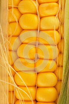 Corn on cob closeup photo