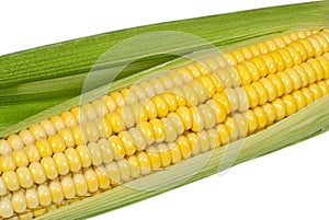 Corn cob closeup on white background