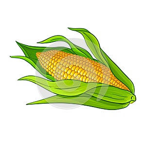 Corn on the Cob Colored Detailed Illustration