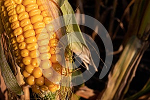 Corn on the cob on the corn field. Autumn harvesting. Close-up of yellow corncob