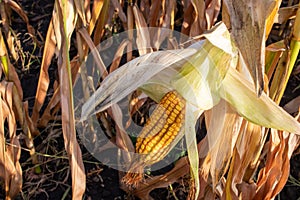 Corn on the cob on the corn field. Autumn harvesting. Close-up of yellow corncob