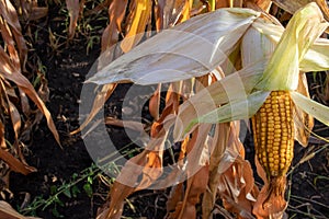 Corn on the cob on the corn field. Autumn harvesting. Close-up of yellow corncob