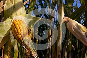 Corn on the cob on the corn field. Autumn harvesting. Close-up of yellow corncob