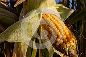 Corn on the cob on the corn field. Autumn harvesting. Close-up of yellow corncob