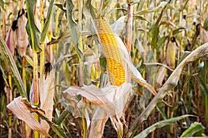 Corn cob in cornfield