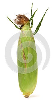 Corn on the cob is a culinary term used for a cooked ear of freshly picked maize from a cultivar of sweet corn. The ear is picked