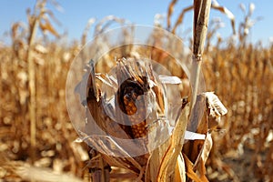 Corn cob and drought