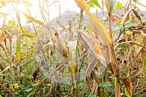 Corn cob on a dry corn field in garden that is not ready to be harvested because damaged