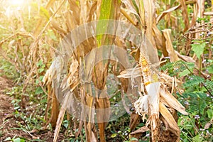 Corn cob on a dry corn field in garden that is not ready to be harvested because damaged