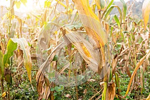 Corn cob on a dry corn field in garden that is not ready to be harvested because damaged