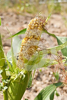 Corn cob eaten by insects