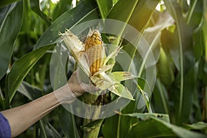 Corn cob in farmer hands while working on agricultural field