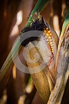 Corn cob field of drying corn in autumn