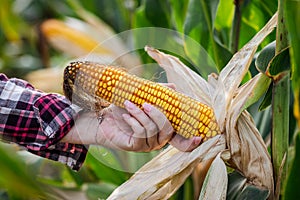 Corn cob in field. Female hand holding maize