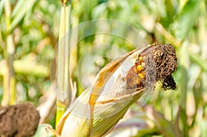 Corn cob on a filed in summer