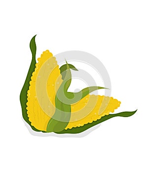 Corn on the cob, food of Mexicans