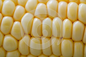 Corn on the cob , Fresh corn background,