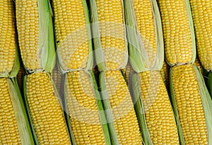 Corn cob