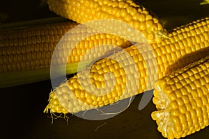 Corn on the cob. Golden corn close up. Autumn harvesting. Corn seeds in sunlight. Organic vegetables. Ripe sweetcorn.