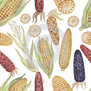 Corn cob grain leaves. hand-drawn watercolor illustration