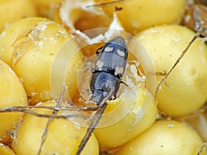 Corn cob and grains damaged by Glischrochilus quadrisignatus Nitidulidae Four-spotted Sap Beetle. photo
