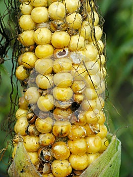 Corn cob and grains damaged by Glischrochilus quadrisignatus Nitidulidae Four-spotted Sap Beetle. photo