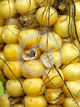 Corn cob and grains damaged by Glischrochilus quadrisignatus Nitidulidae Four-spotted Sap Beetle. photo