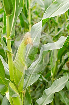 Corn cob photo