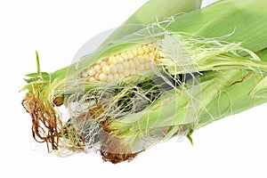 Corn on the Cob with Husks