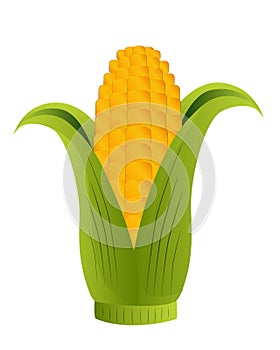Corn cob