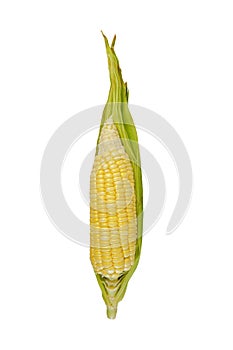 Corn cob isolated on white background with clipping path