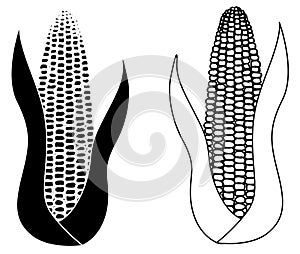 Corn cob isolated on white background