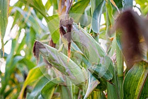 Corn on the cob, located in the leaf axils