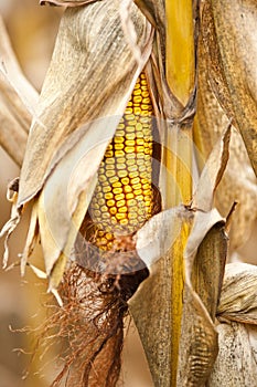 Corn cob macro