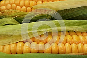 Corn on the cob macro