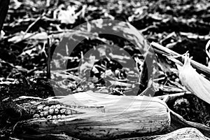 Corn cob missed during combining that was left in the field after harvesting.