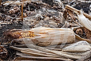 Corn cob missed during combining that was left in the field after harvesting.