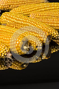 Corn, cob, multiple, yellow, ripe, grain, food