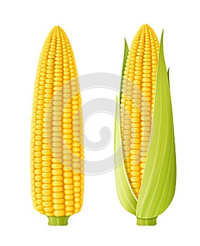 Corn cob. Organic food.