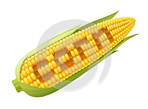 Corn cob. Organic food.