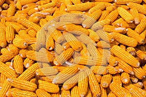 Corn Cob pile