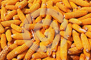 Corn Cob pile isolated on white background