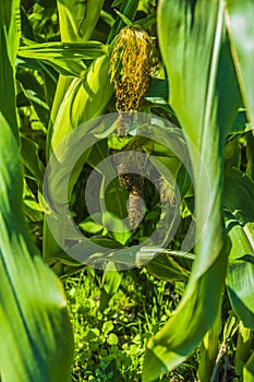 Corn Cob on the Stalk photo