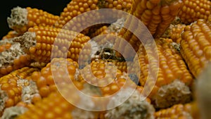 Corn cob in storehouse. Dry corn cobs close up