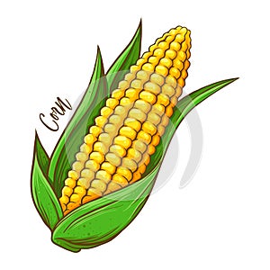 Corn On The Cob Vegetable