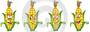 Corn Cob. Vegetable Food concept
