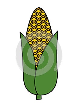 corn cob vegetable icon
