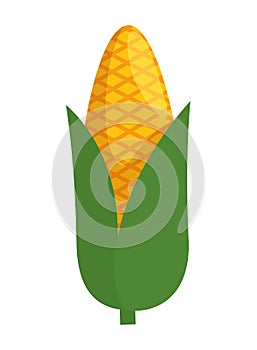 corn cob vegetable icon